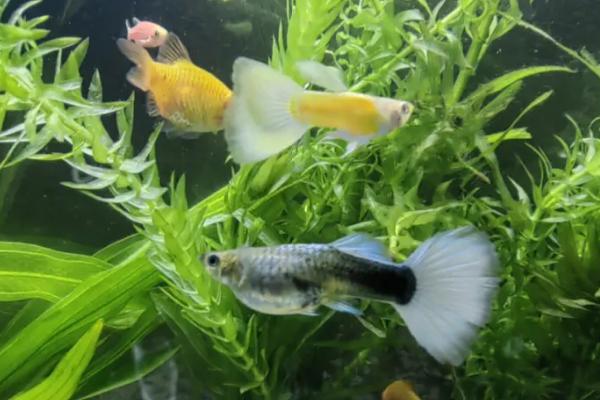 孔雀鱼为什么会长白点,可能是患有白点病所导致