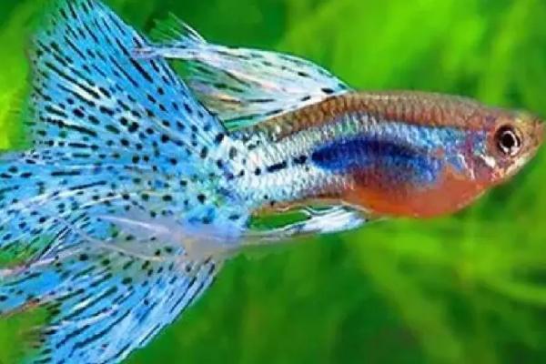 孔雀鱼为什么会长白点,可能是患有白点病所导致