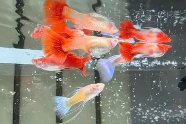 孔雀鱼为什么会长白点,可能是患有白点病所导致