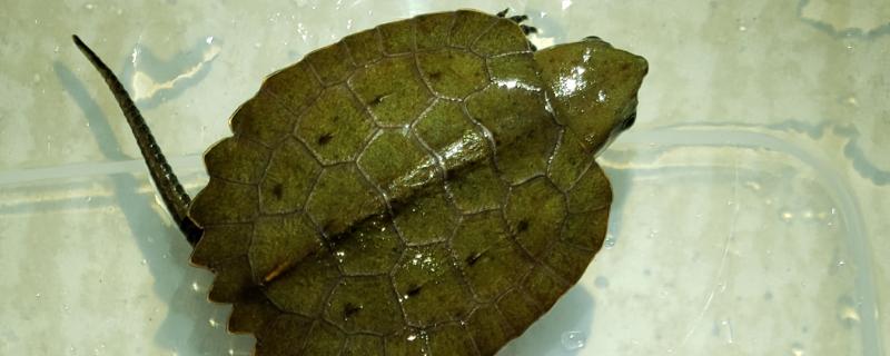 鹰嘴龟好不好养