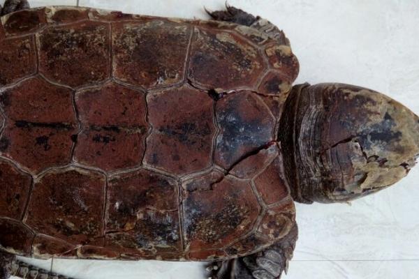 鹰嘴龟好不好养，养殖难度大、对环境的要求较苛刻