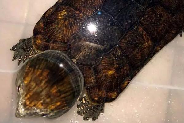 鹰嘴龟好不好养，养殖难度大、对环境的要求较苛刻