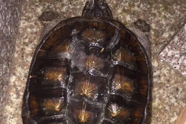 鹰嘴龟好不好养，养殖难度大、对环境的要求较苛刻