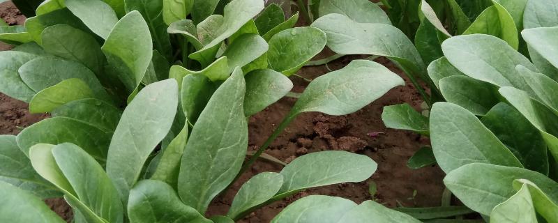 菠菜属于哪个季节的蔬菜