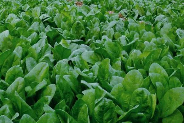 菠菜属于哪个季节的蔬菜，以前属于春季应季蔬菜、如今四季均有产出