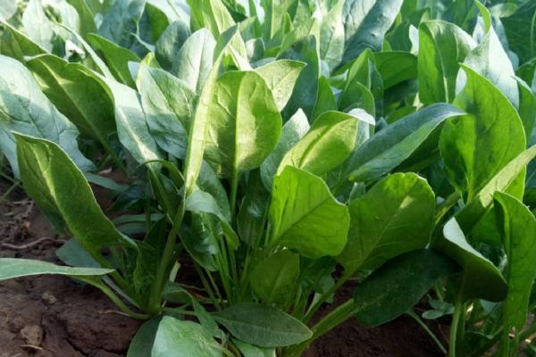 菠菜属于哪个季节的蔬菜，以前属于春季应季蔬菜、如今四季均有产出