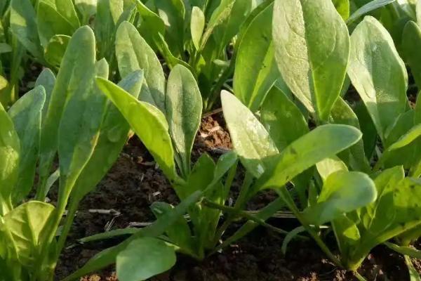 菠菜属于哪个季节的蔬菜，以前属于春季应季蔬菜、如今四季均有产出