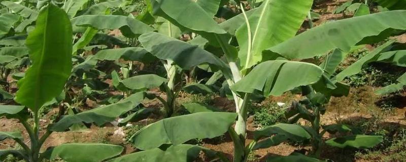 香蕉生长期的施肥方法