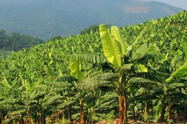 香蕉生长期的施肥方法,定植后要按照薄肥勤施的方式提供养分