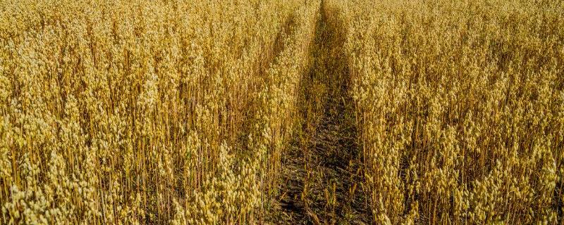 种植莜麦怎么施肥