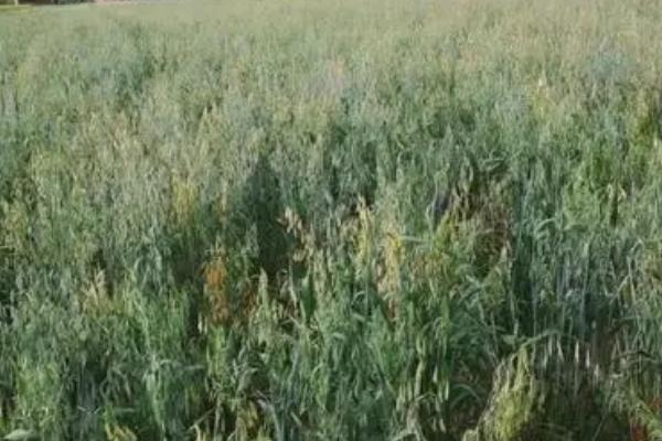 种植莜麦怎么施肥,基肥可亩施2500公斤