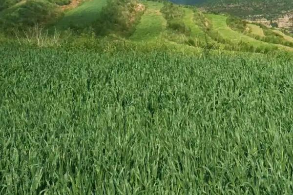 种植莜麦怎么施肥,基肥可亩施2500公斤