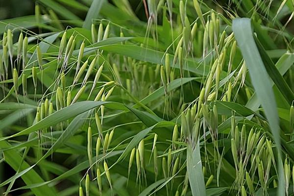 种植莜麦怎么施肥,基肥可亩施2500公斤