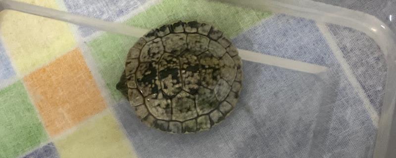 巴西龟软甲原因