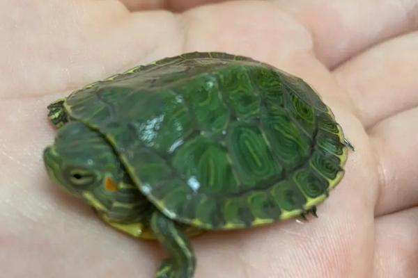 巴西龟软甲原因,可能是缺少光照、含钙量不足等因素所导致