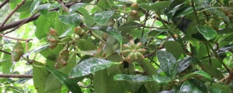 八角茴香种多久才能收获