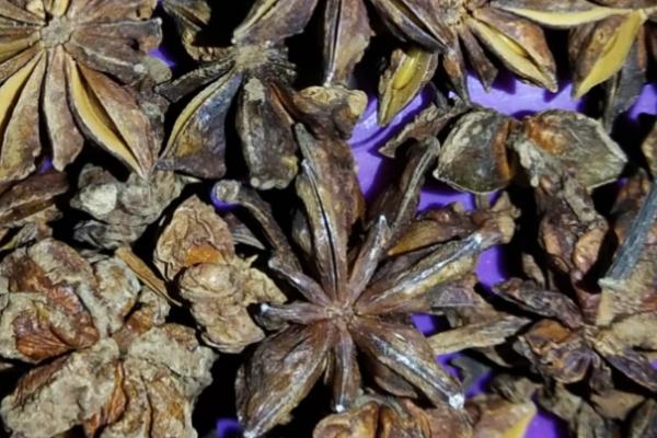 八角茴香种多久才能收获,最快也要3-4年