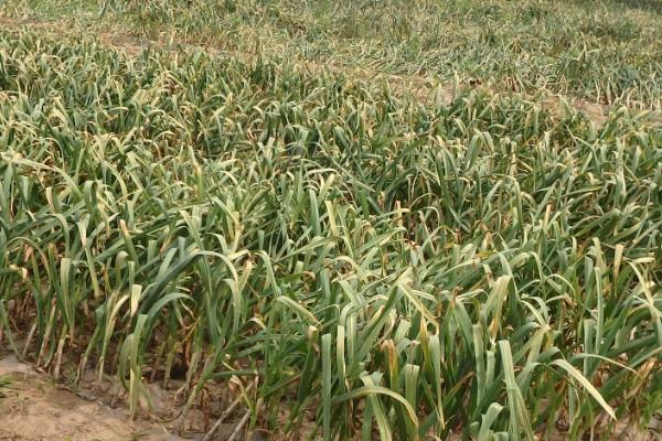 大蒜适合追施哪种肥料,有机肥为主,化肥为辅