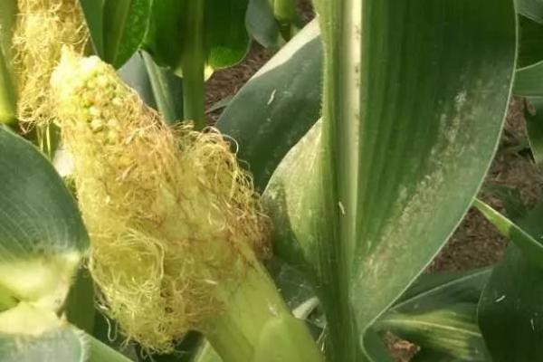 玉米花粒期管理方法，要确保玉米叶片的生长