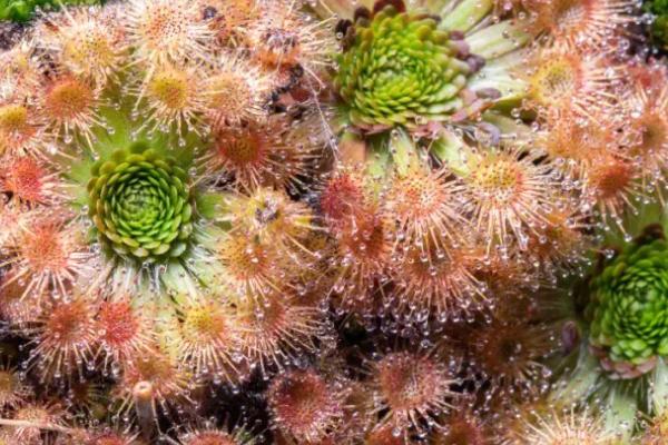 茅膏菜养殖方法,选用透气的大泥盆