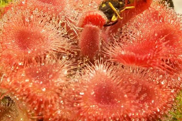 茅膏菜养殖方法,选用透气的大泥盆