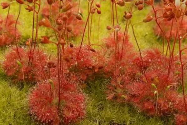 茅膏菜养殖方法,选用透气的大泥盆