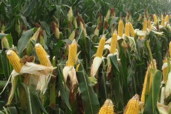 夏玉米追肥技术,要注意肥料的搭配