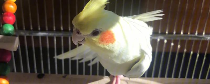 一个月的玄凤可以吃干小米吗