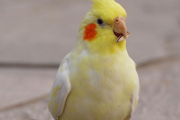 一个月的玄凤可以吃干小米吗，可以吃但不建议常吃