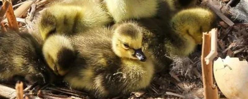 飞鸭多少天能孵化出来