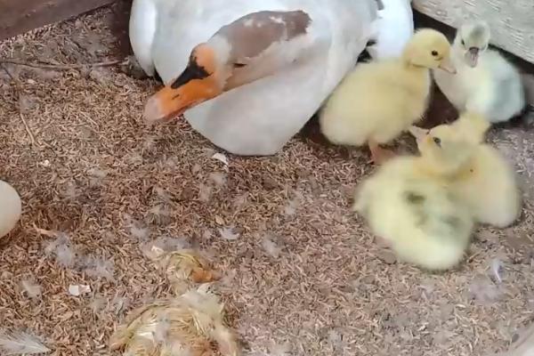 飞鸭多少天能孵化出来,28天能孵化出来