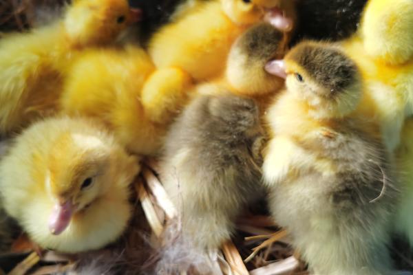 飞鸭多少天能孵化出来,28天能孵化出来