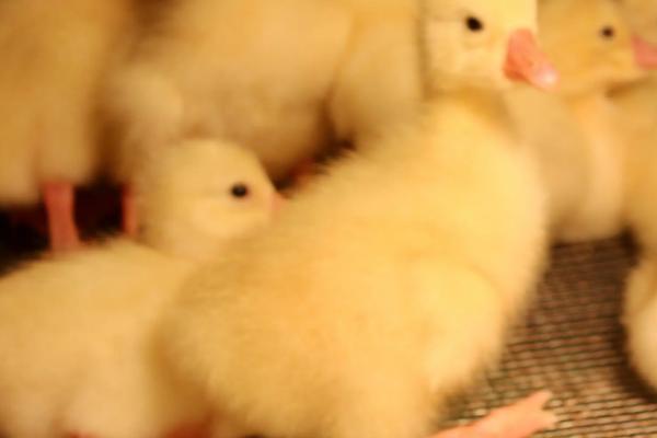 飞鸭多少天能孵化出来,28天能孵化出来