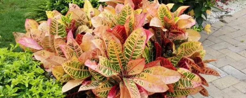 变叶木的种植要点