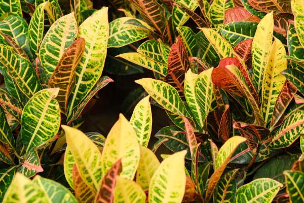 变叶木的种植要点,一般每2周施1次腐熟液肥