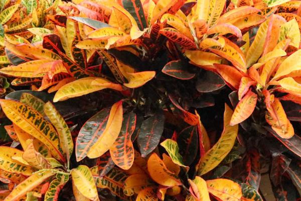 变叶木的种植要点,一般每2周施1次腐熟液肥