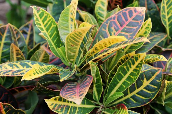 变叶木的种植要点,一般每2周施1次腐熟液肥