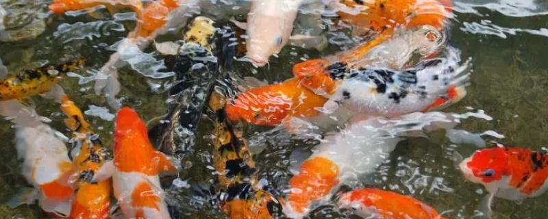 冬天锦鲤室外养殖注意事项