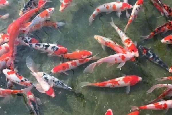 冬天锦鲤室外养殖注意事项,需要注意喂食问题