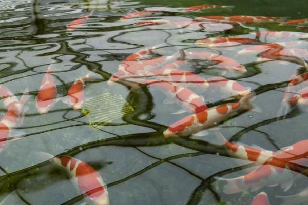 冬天锦鲤室外养殖注意事项,需要注意喂食问题