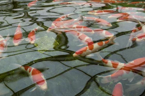 冬天锦鲤室外养殖注意事项,需要注意喂食问题