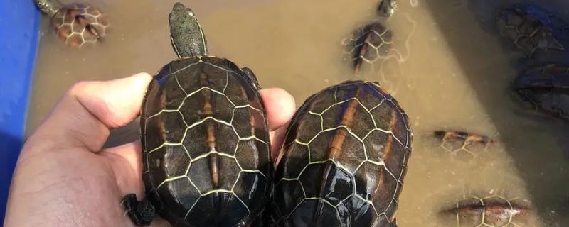 苏北金线草龟和普通草龟的区别