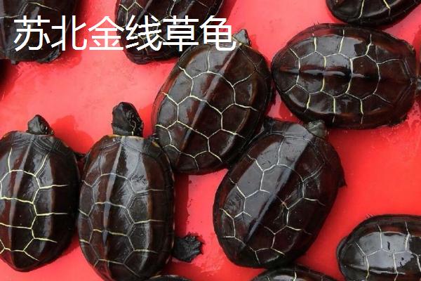 苏北金线草龟和普通草龟的区别,价值、分布范围和形态均不同
