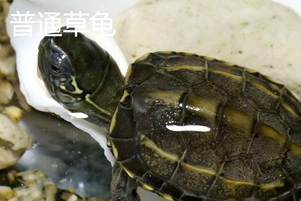 苏北金线草龟和普通草龟的区别,价值、分布范围和形态均不同