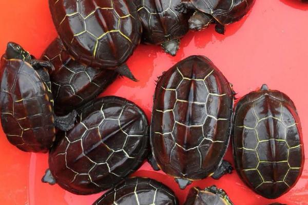 苏北金线草龟和普通草龟的区别,价值、分布范围和形态均不同