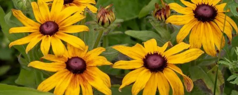 黑心菊的采种方法和播种时间