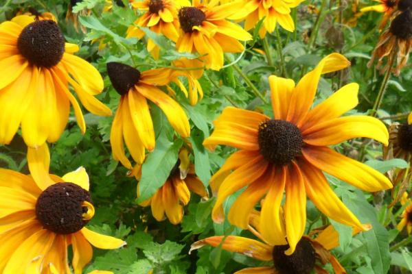 黑心菊的采种方法和播种时间，先采收头状花序再清选种子