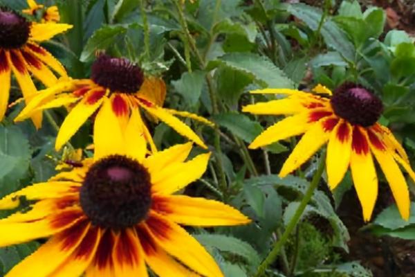 黑心菊的采种方法和播种时间，先采收头状花序再清选种子