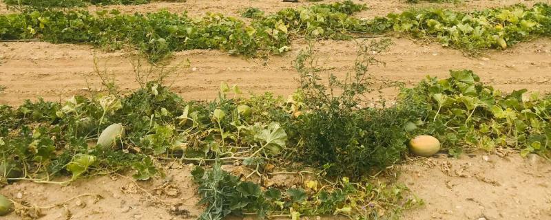 哈密瓜生育期怎么管理