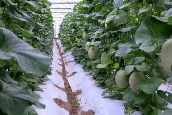 哈密瓜生育期怎么管理,果实膨大期每隔7-10天要灌一次水